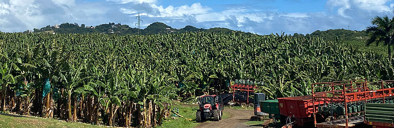field work picture from Martinique with link to research pictures